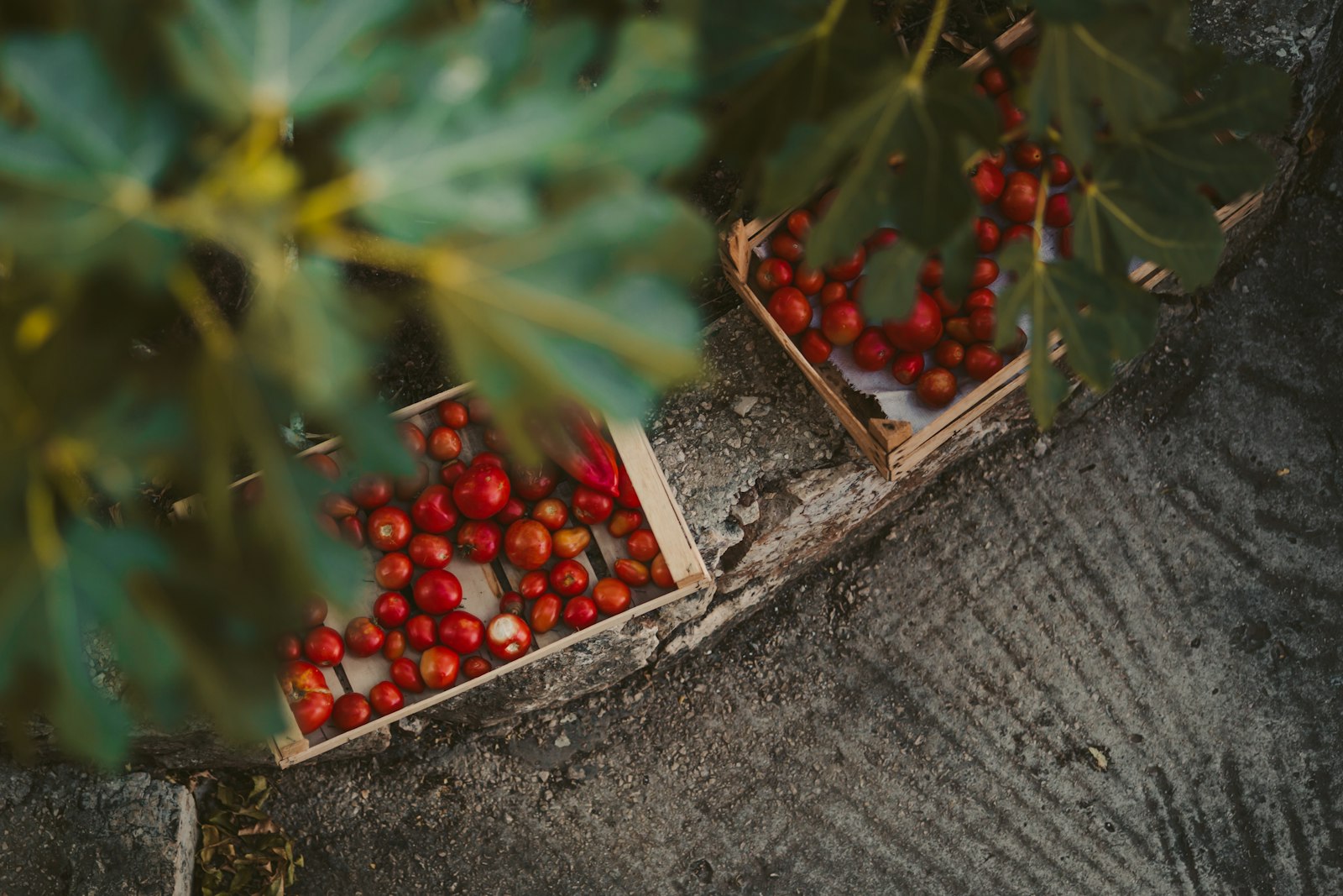 Crates of red tomatoes under fig leaves